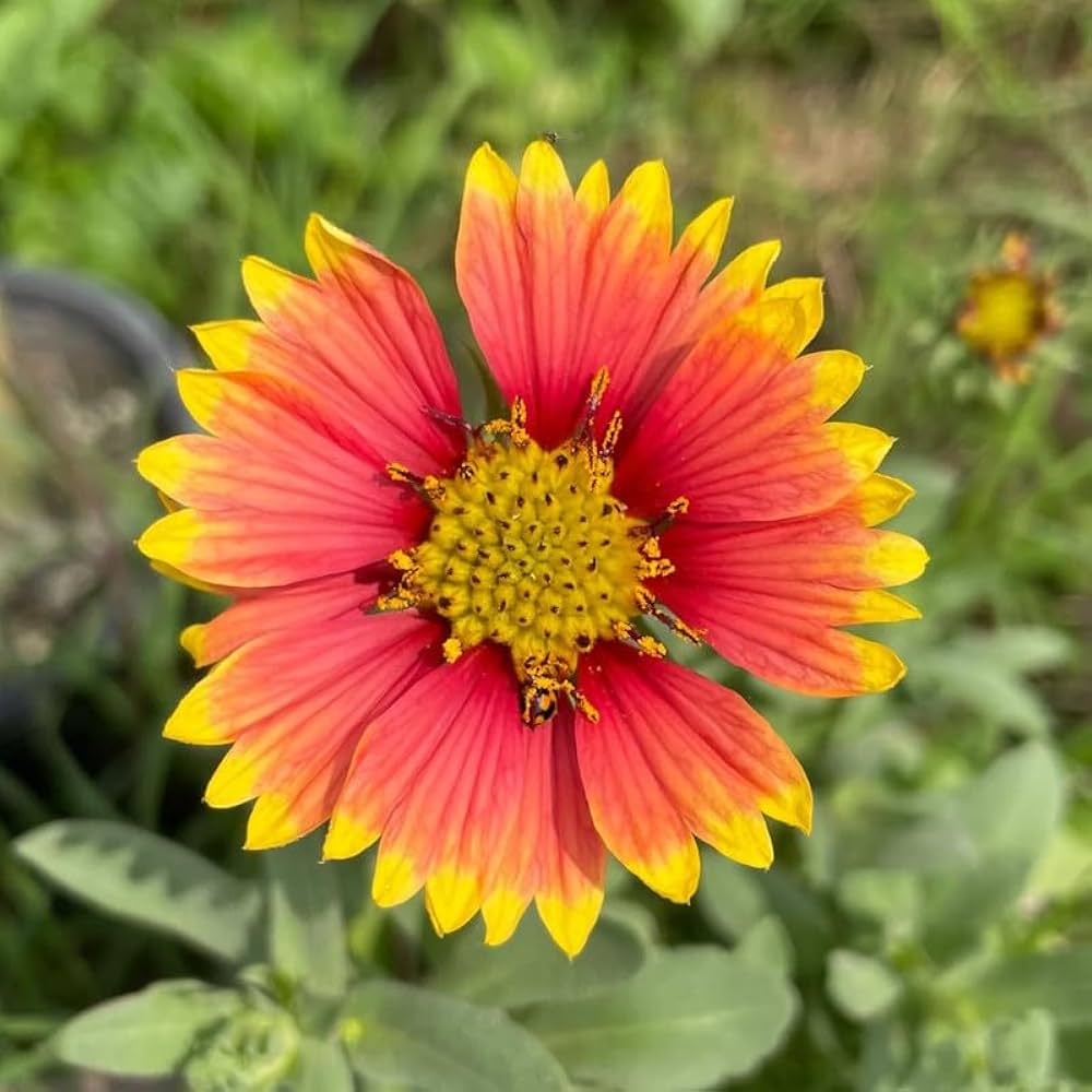 Evergrowseeds Sundance Gaillardia Pulchella 'Spider Firewheel' flower seeds for planting, shown in packaging with 20 seed packets