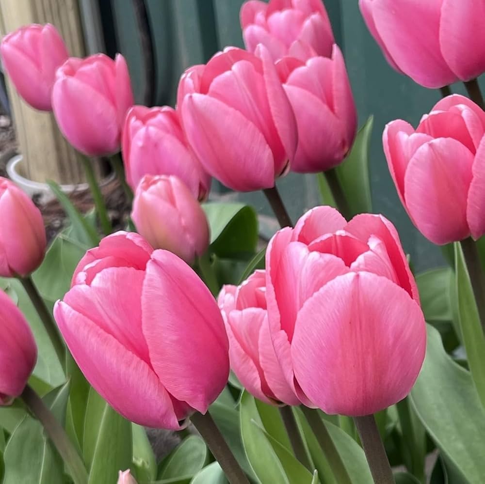 Light Pink Tulip Flower Seeds for Planting