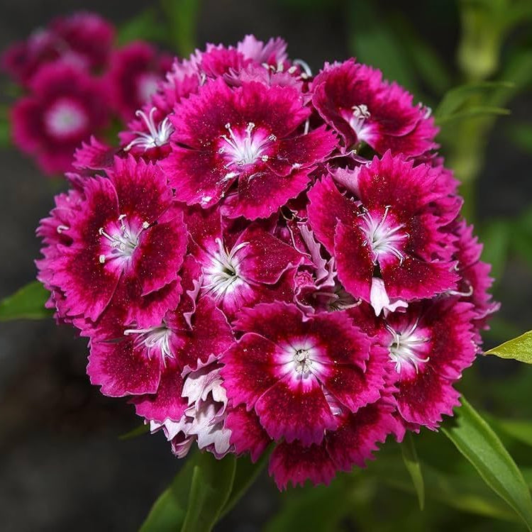 Sweet William Dianthus barbatus seeds for planting in flower border