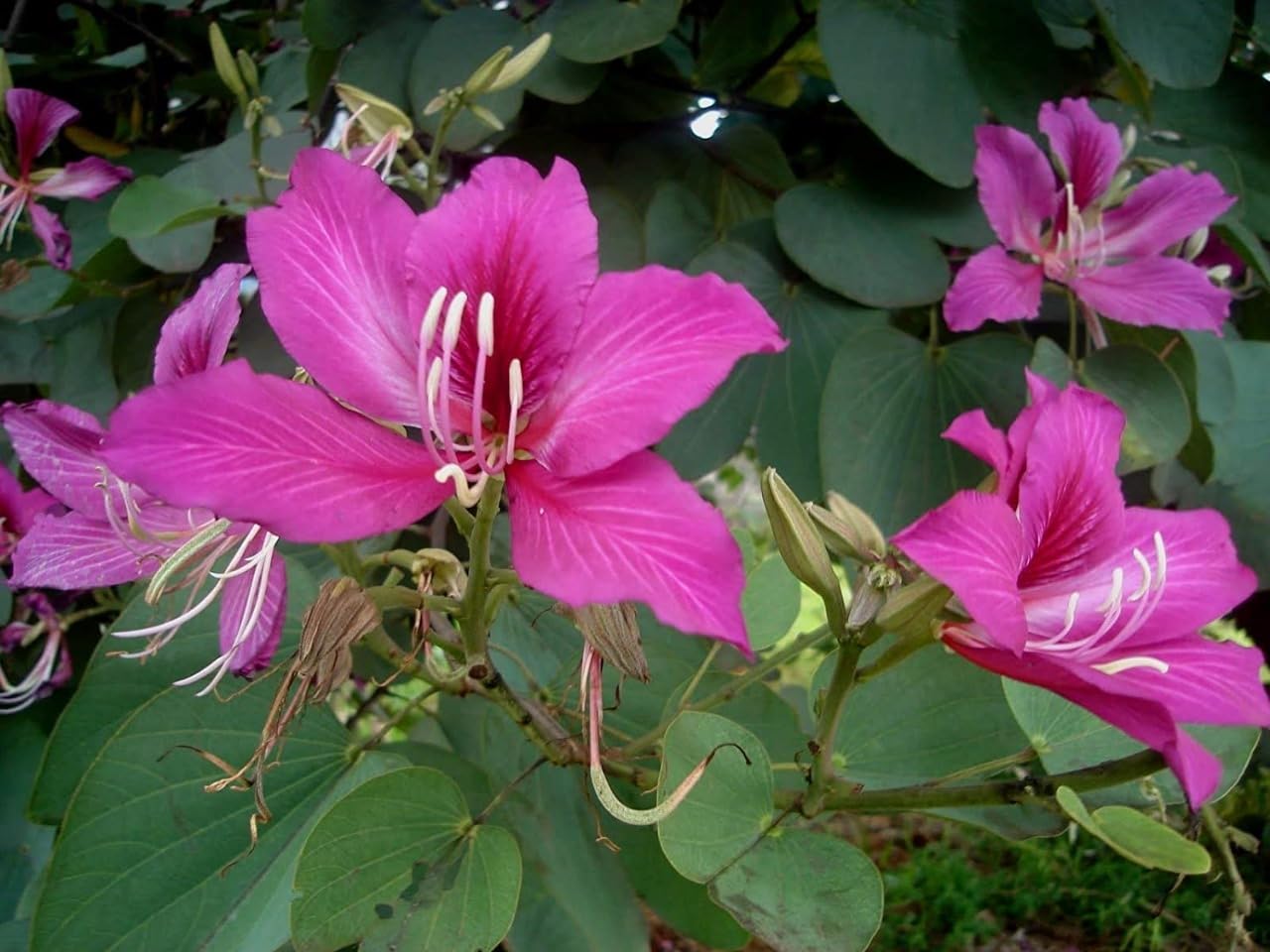 Purple Orchid Baum Samen, Bauhinia Purpurea