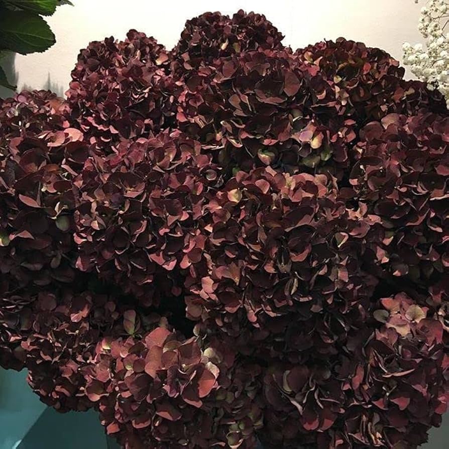 Hydrangea Flower seeds for Planting - Garden Favorite, Heirloom & GMO Free Seeds for Home Garden
 
 Sale for planting in home garden.