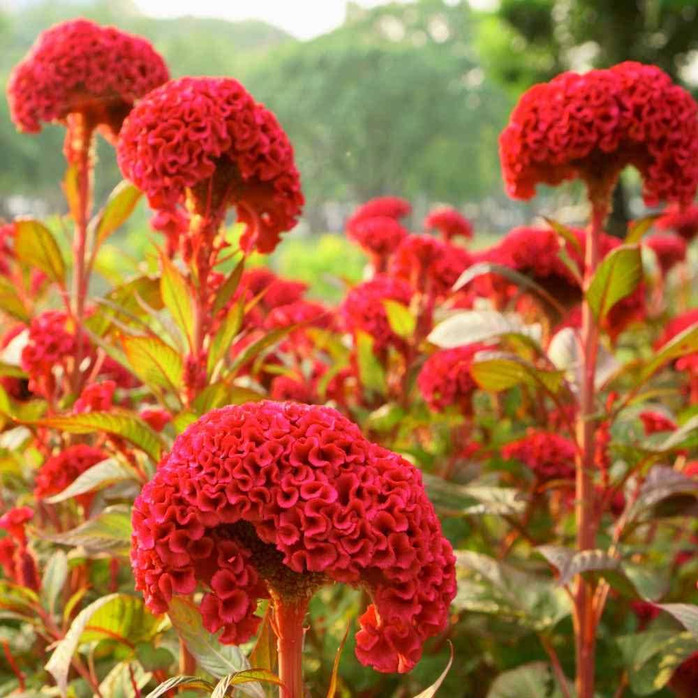 Cockscomb Celosia Cristata Flower Seeds (Hahnenkammblumensamen)