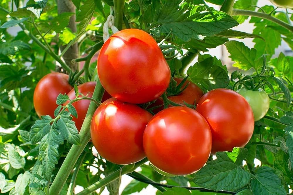 Köstliches Tomato Seeds for Garden-Fresh, Juicy Tomatoes