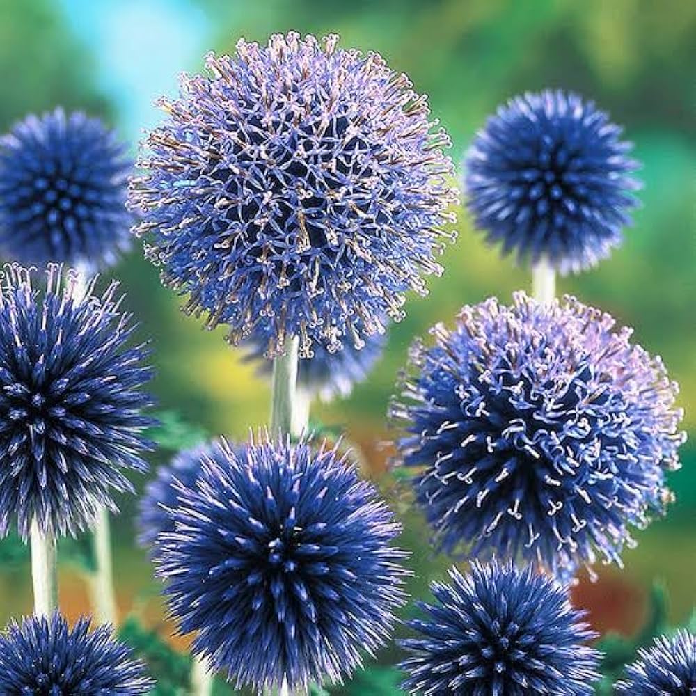Blue Ritro Flower seeds for Planting - Seasonal Bloomer, Heirloom & GMO Free Seeds for Home Garden
 
 Sale for planting in home garden.