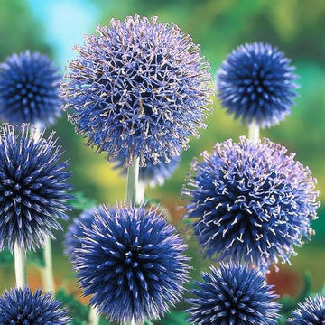 Blue Ritro Flower seeds for Planting - Seasonal Bloomer, Heirloom & GMO Free Seeds for Home Garden
 
 Sale for planting in home garden.
