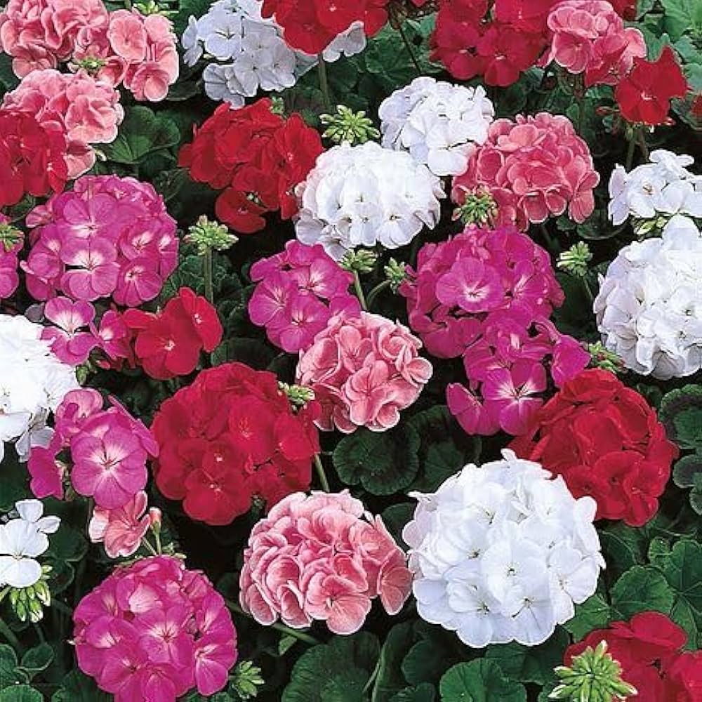 Mixed Geranium Seeds for Vibrant Garden Flowers
