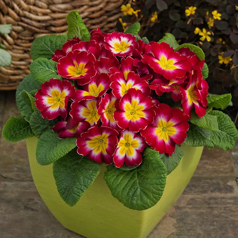 Double Blossom Primrose Primula vulgaris Seeds for Planting