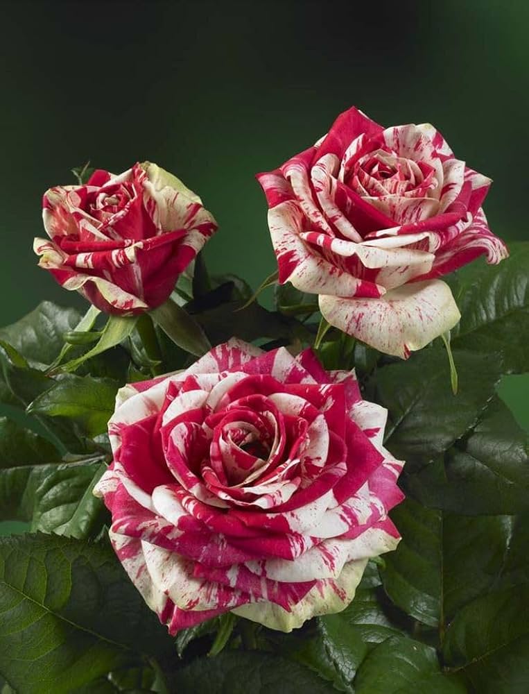 Rose Rosa Flower Seeds for Planting