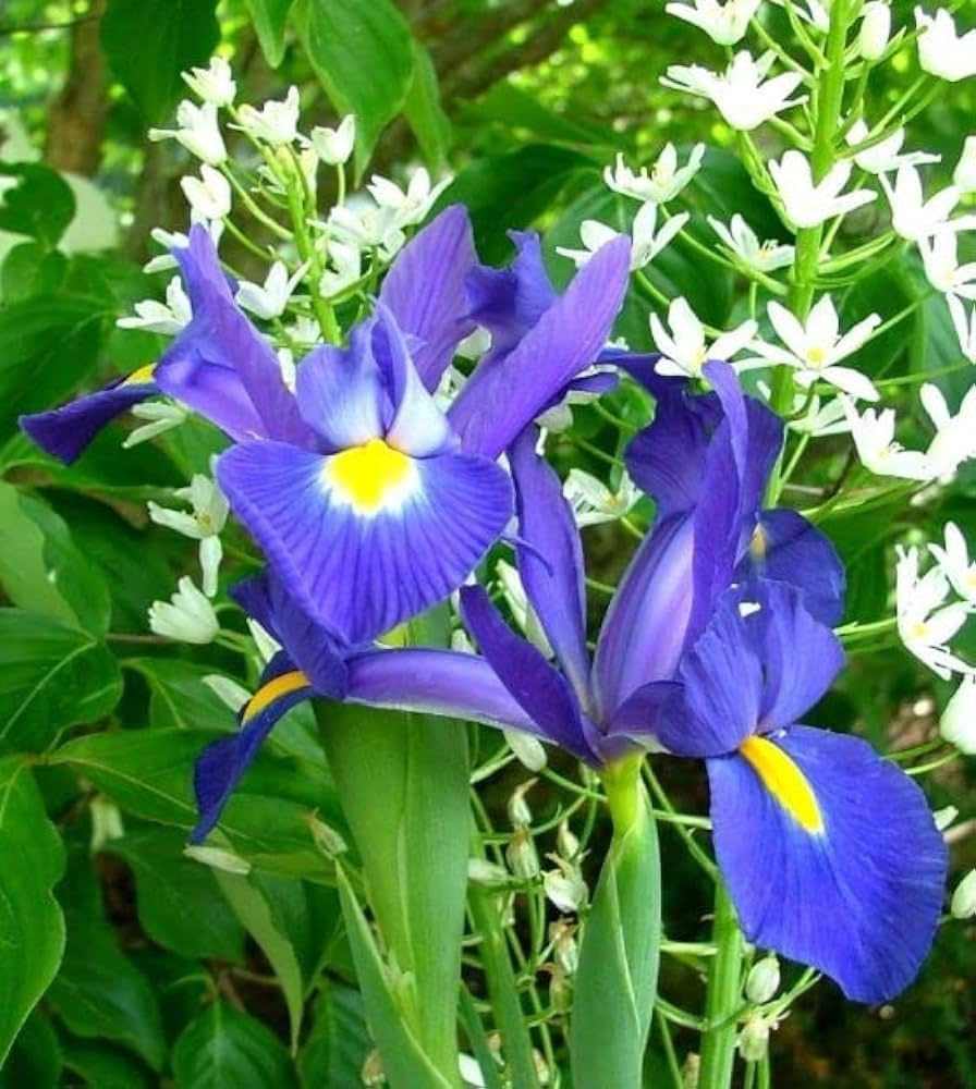 Mixed Iris Iris spp Flower Seeds for Planting in Flower Bed and Garden