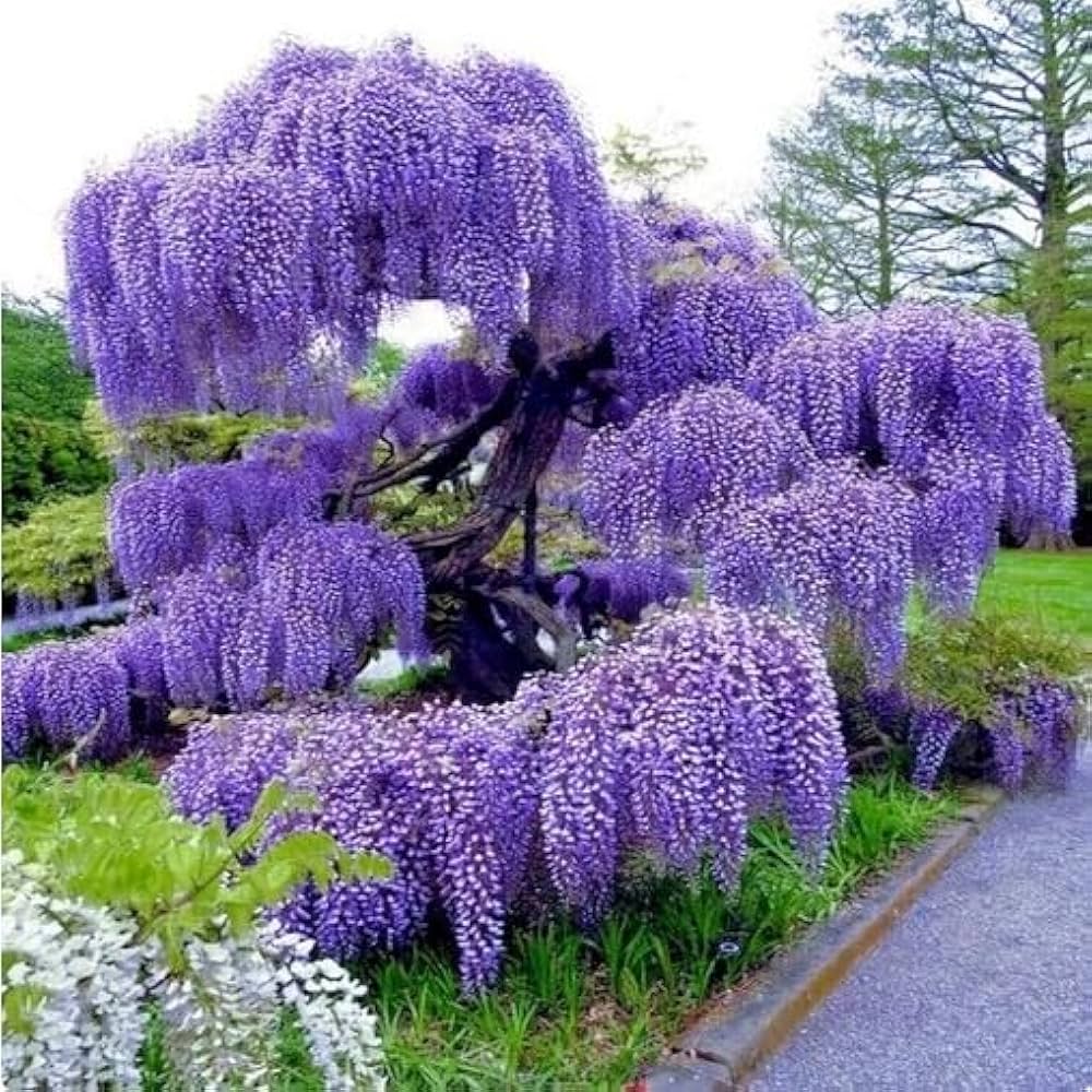 Weeping Wisteria Tree Seeds for Planting Blue