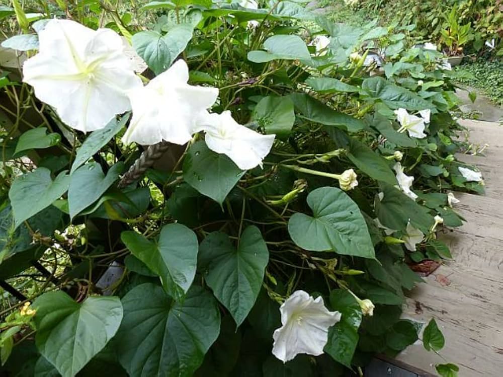 Moonflower Ipomoea alba Seeds for Planting in Night Gardens