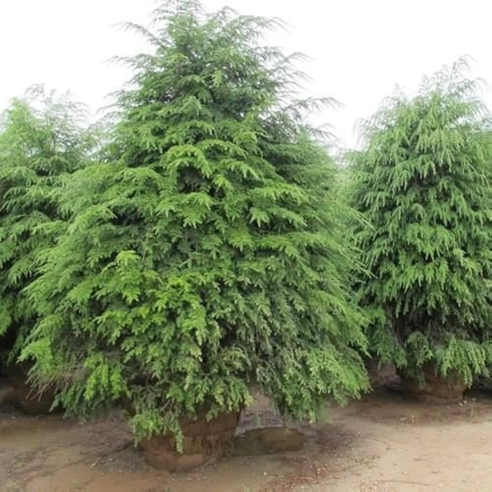 Eastern Hemlock Tsuga canadensis Seeds for Planting