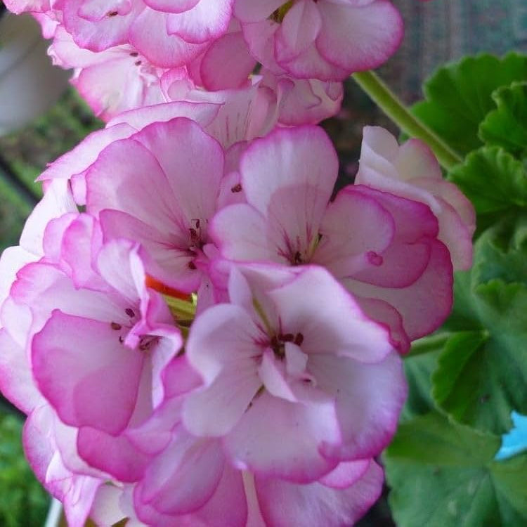 Violet White Geraniums Flower Seeds for Planting Shade Tolerant Heirloom & GMO Free Seeds for Home Garden
 
 Sale