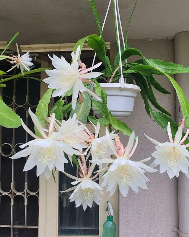 Epiphyllum Oxypetalum White Flower Seeds for Planting