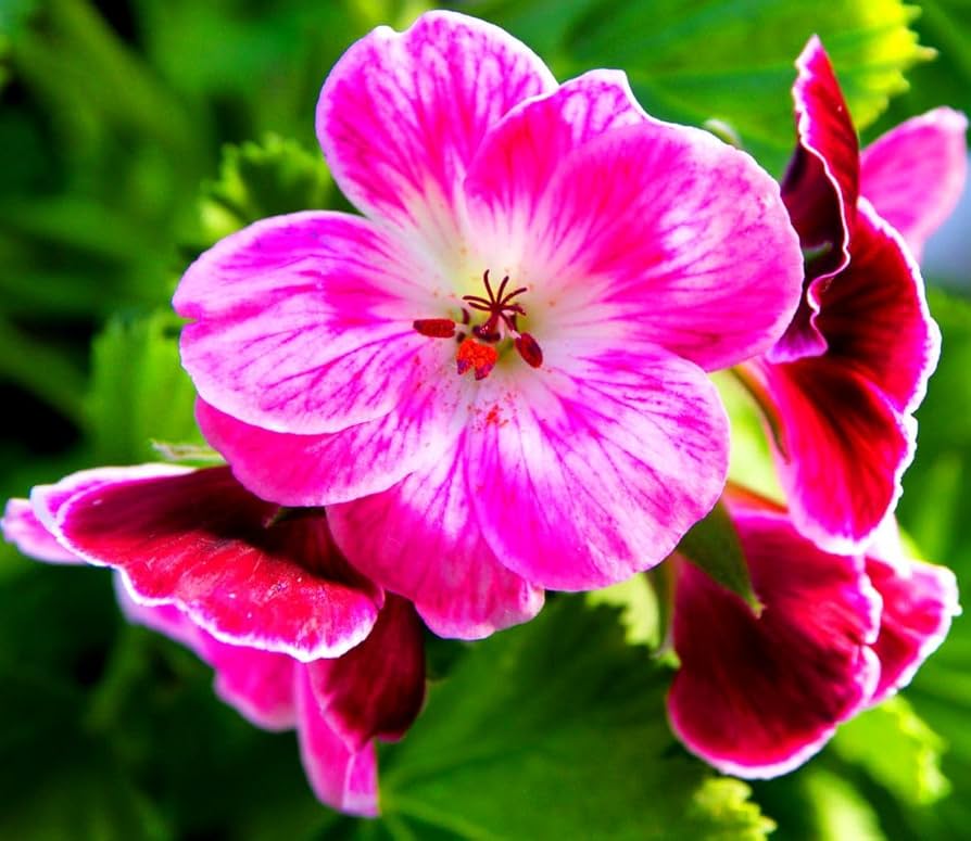 Geissorhiza Radiant Seeds for Planting Geissorhiza radiata for flower beds and rock gardens
