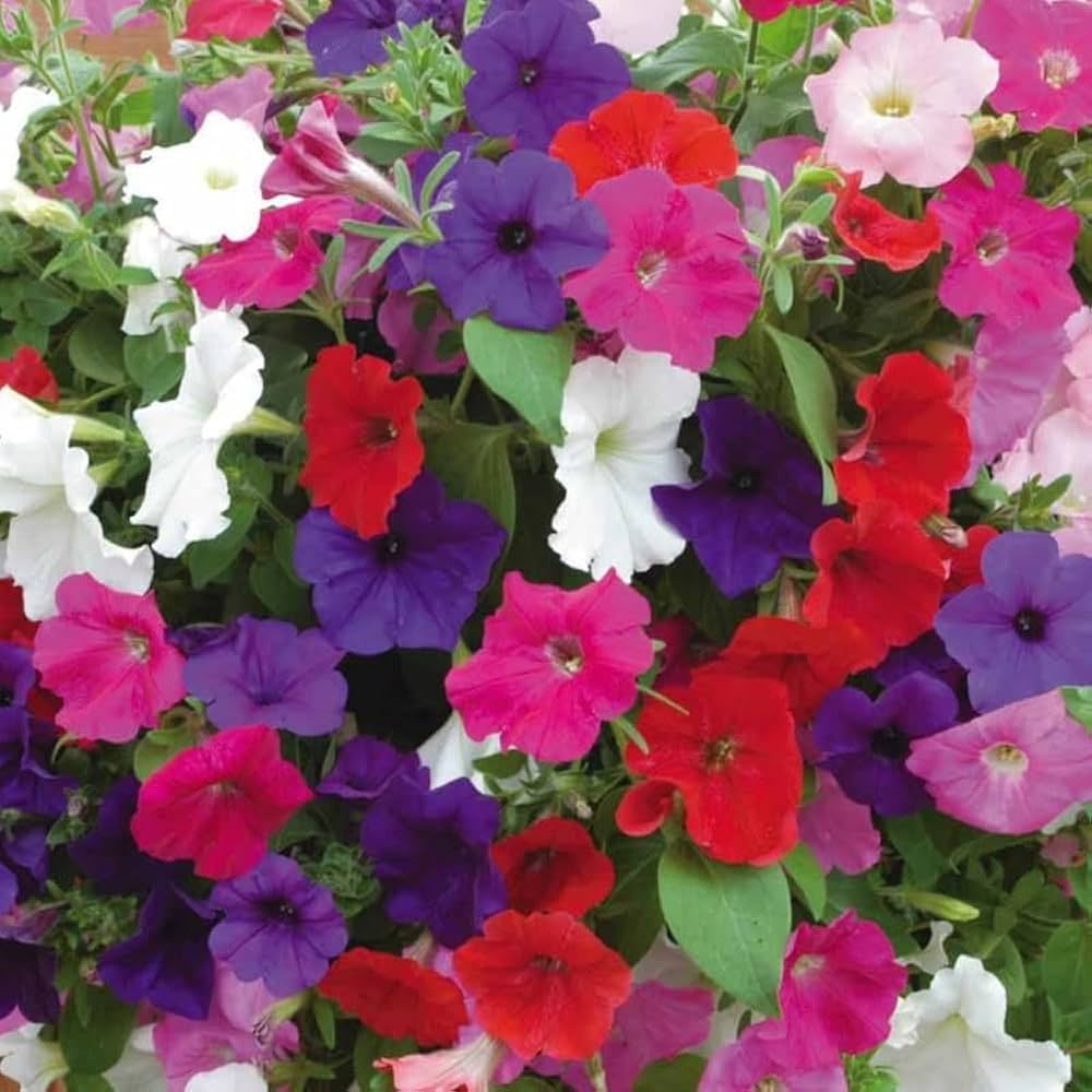 Prism Sundae Mix Petunia Seeds for Colorful Garden Displays