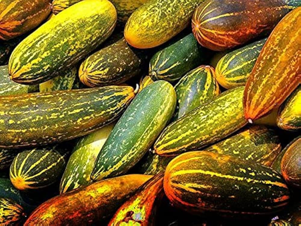 Quitoense Orange Cucumber Cucumis sativus Seeds for Planting in Vegetable Garden