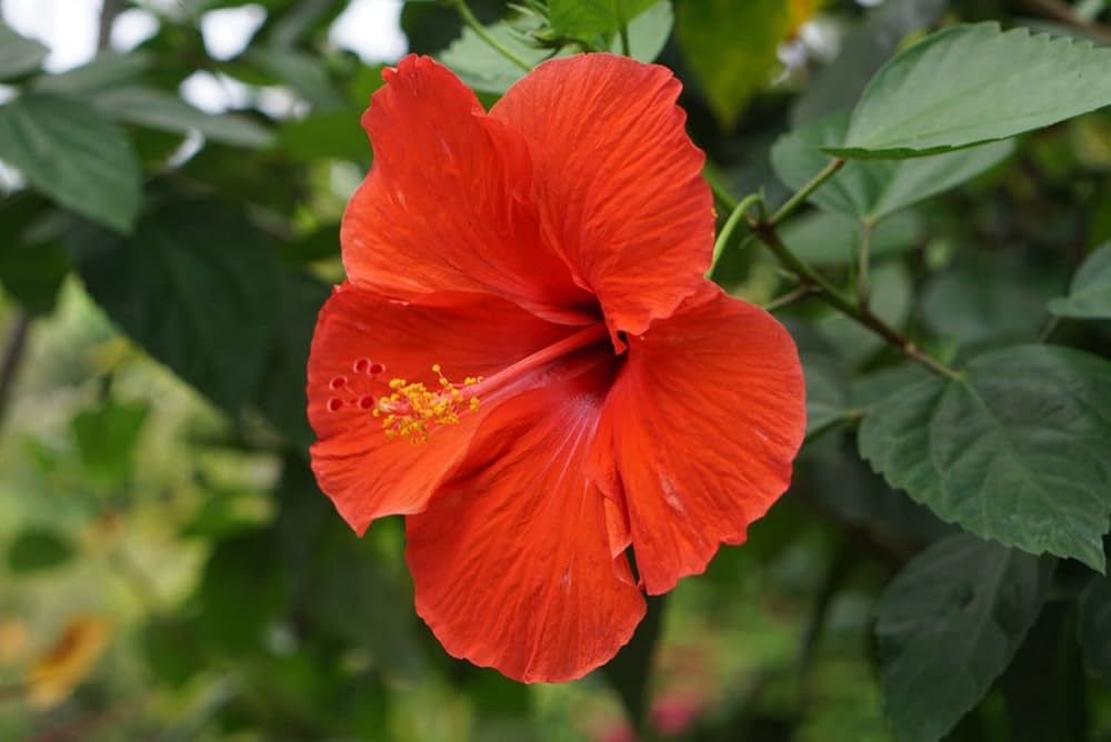 Mini Ballerina Hibiscus Seeds for Planting Hibiscus rosa-sinensis for flower beds and tropical gardens