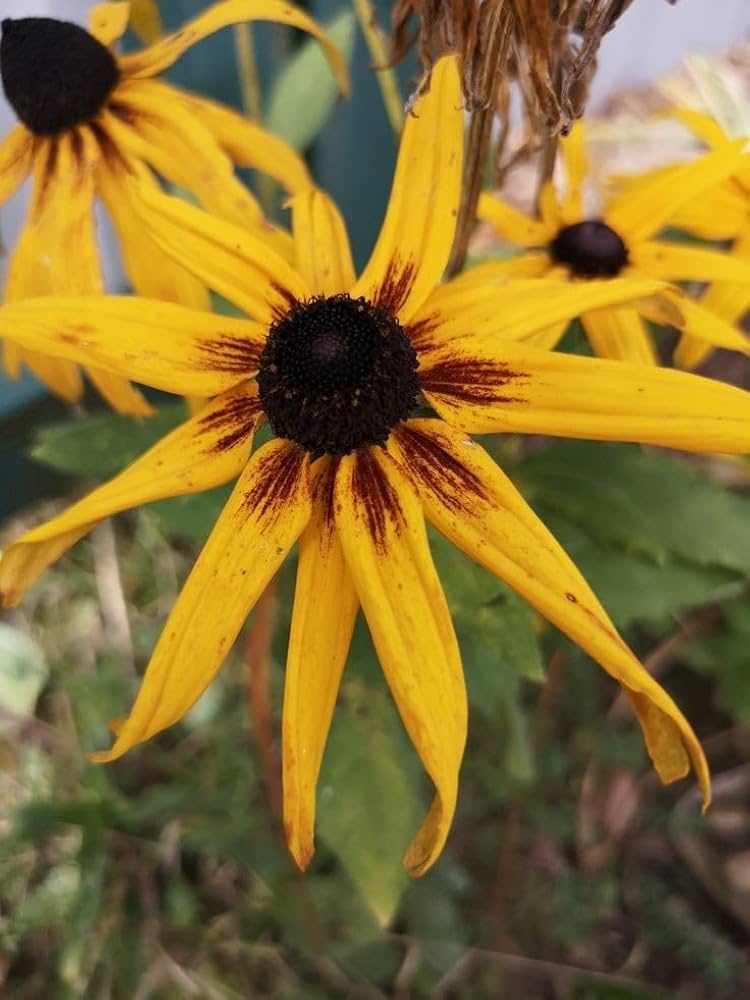 Yellow ConeFlower seeds for Planting - Colorful Display, Heirloom & GMO Free Seeds for Home Garden