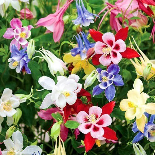 Columbine Flower Aquilegia spp. for planting in flower bed