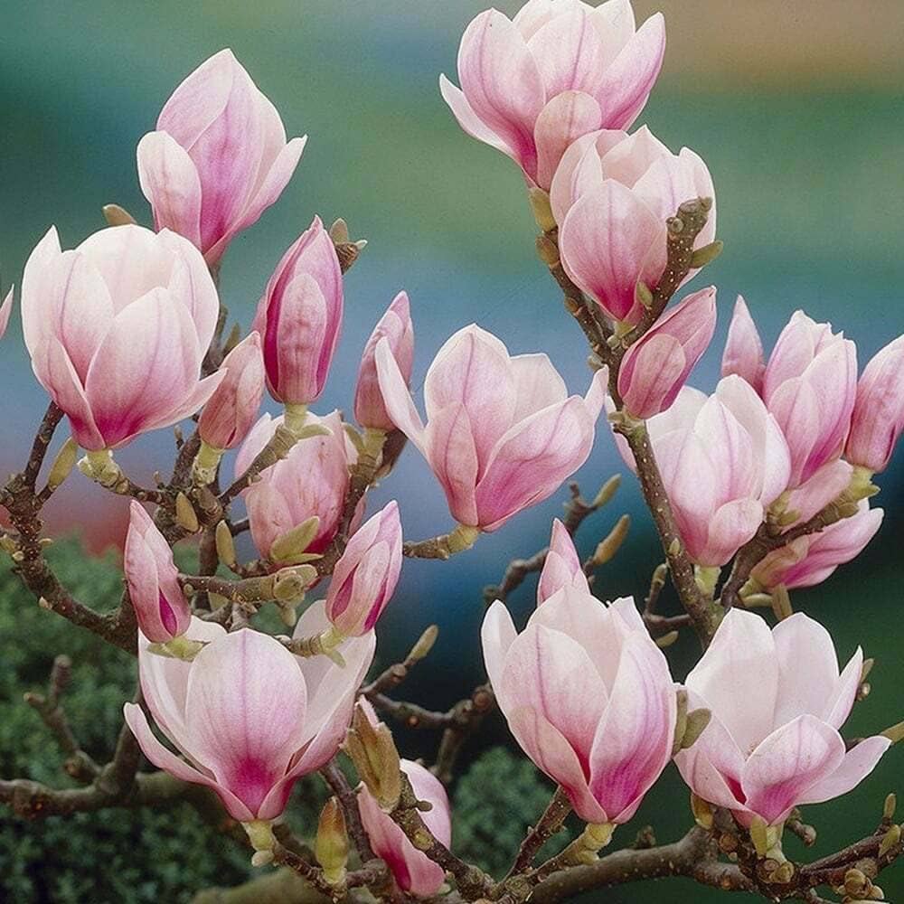 Light Pink Yulan Flower seeds for Planting - Vibrant Colors, Heirloom & GMO Free Seeds for Home Garden