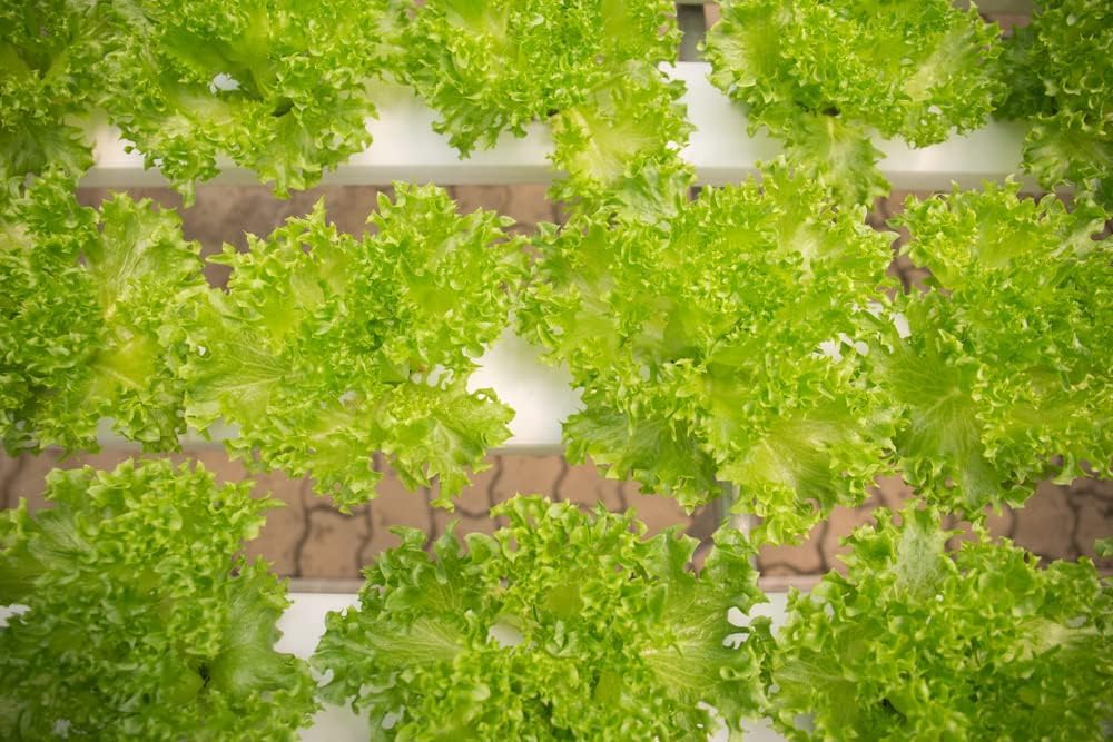 Grand Rapids Lettuce Seeds for Crisp, Fresh Lettuce