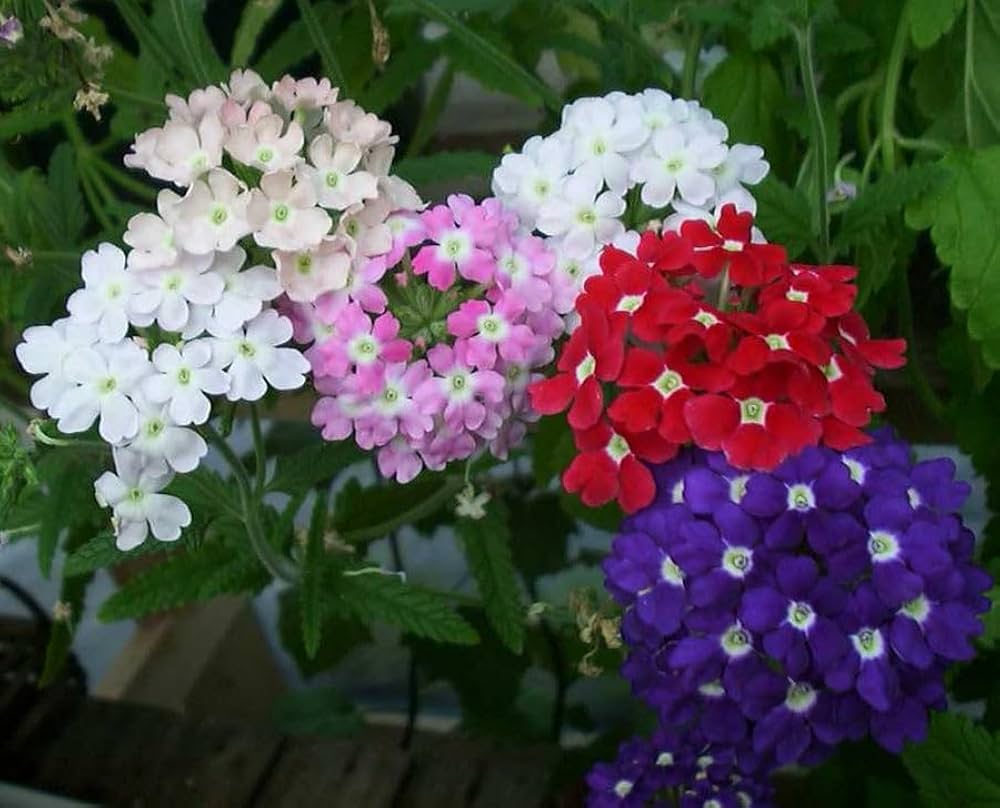 Verbena Hybrida Seeds for Planting - Great for Flower Bed & Urban Garden Heirloom Non-GMO Seeds