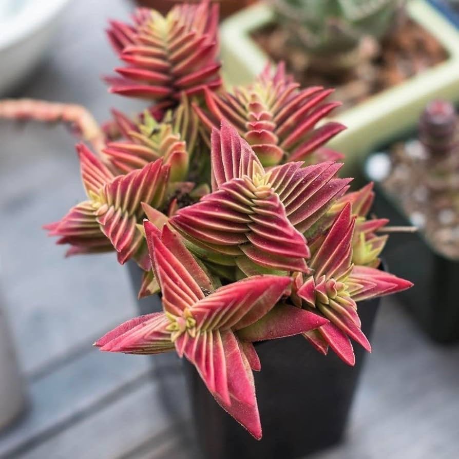 Red Pagoda Flower seeds for Planting - Seasonal Bloomer, Heirloom & GMO Free Seeds for Home Garden