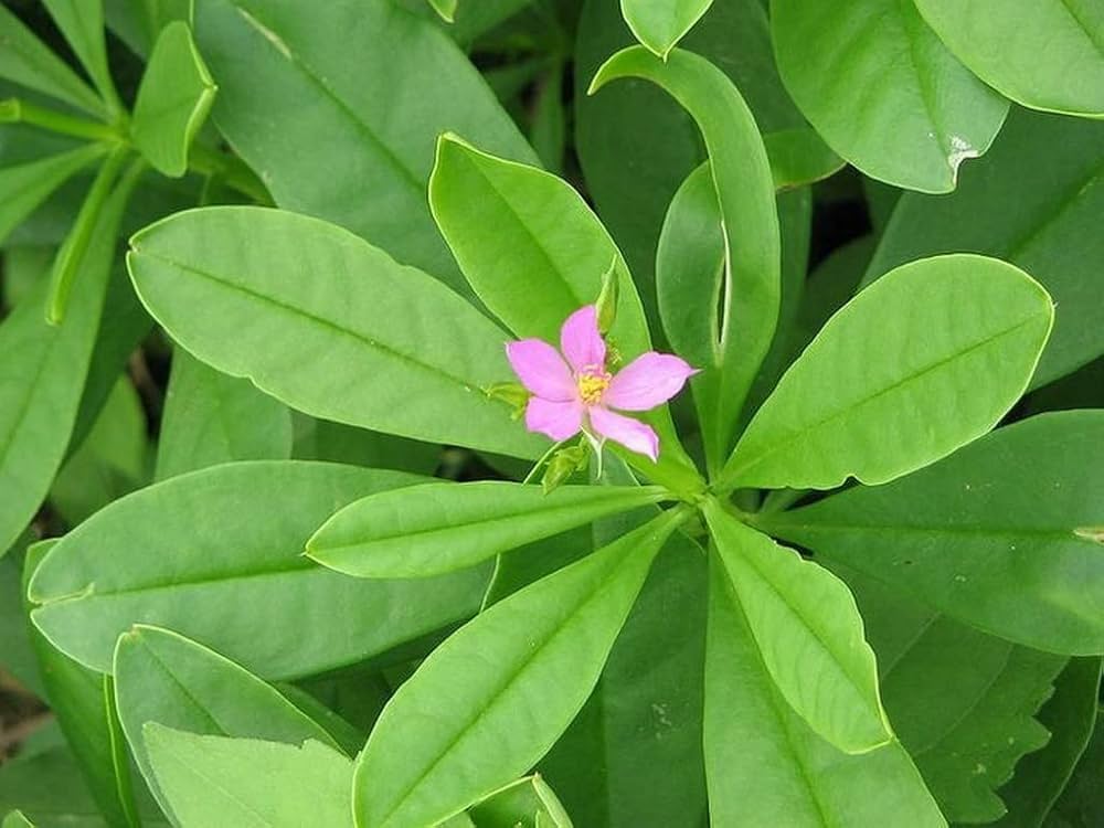 Talinum Paniculatum Flower Seeds for Planting in Flower Bed