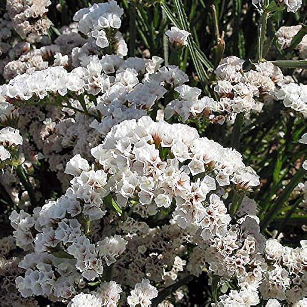 Sea Lavender Flower seeds for Planting - Pollinator Friendly, Heirloom & GMO Free Seeds for Home Garden