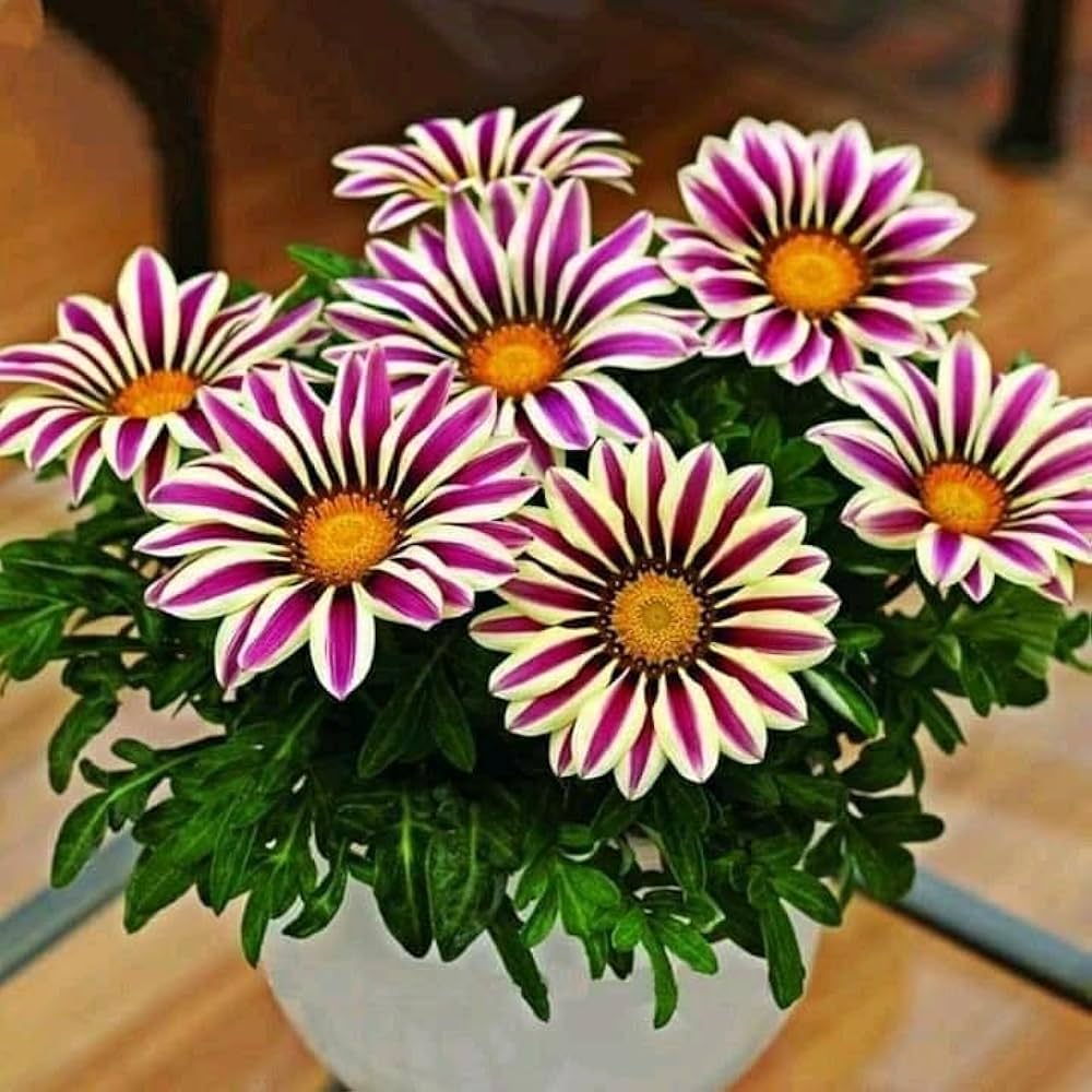 Gazania rigens Flower Seeds for Planting in Flower Bed & Garden