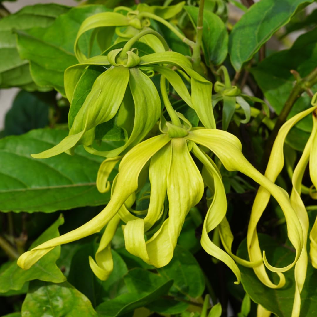 Ylang Flower seeds for Planting - Premium Quality, Heirloom & GMO Free Seeds for Home Garden