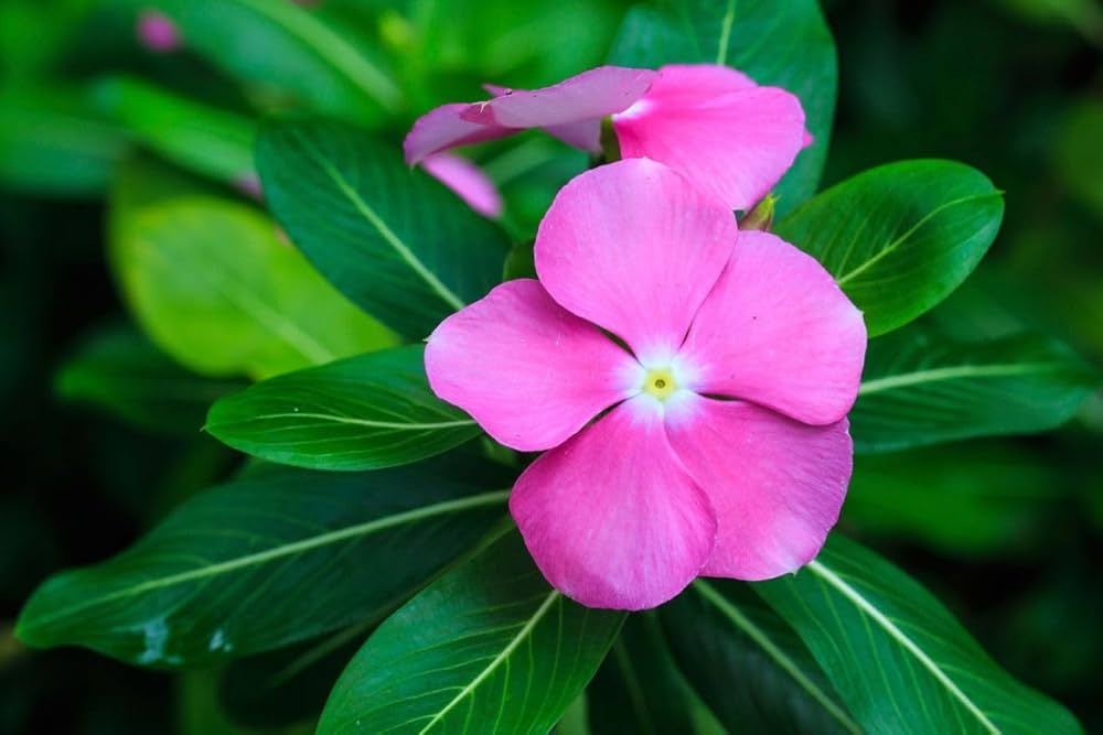 Ornamental Pots in Garden Vinca Nayantara Flower Seeds