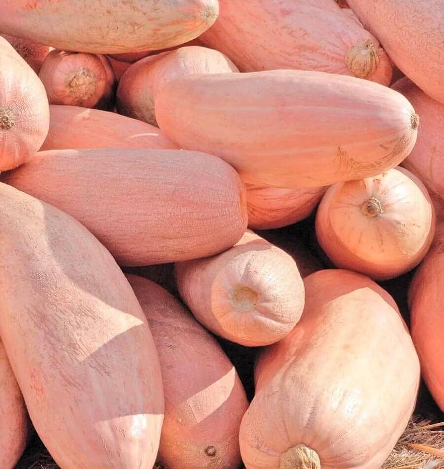 Banana Squash Cucurbita Maxima Pink Seeds for Planting Vegetable Patch Farm Garden