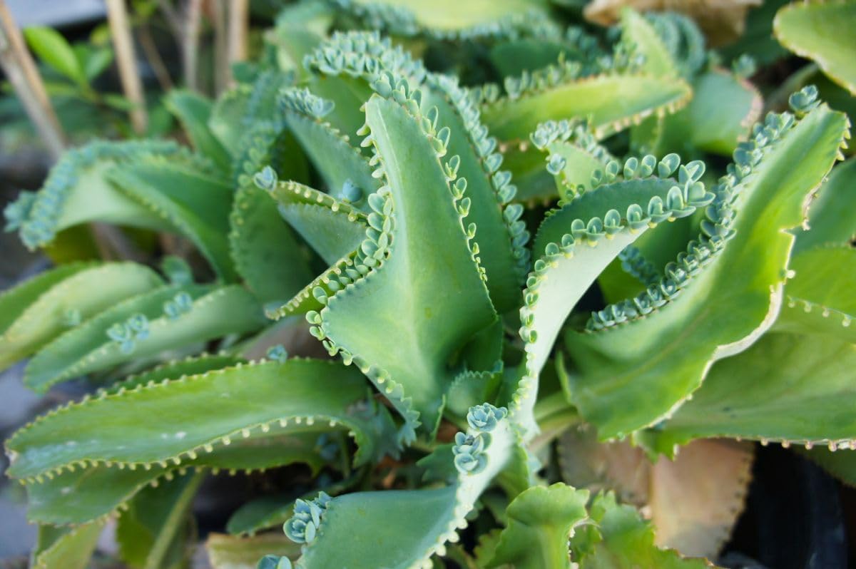Kalanchoe Daigremontiana Flower seeds for Planting - Pollinator Friendly, Heirloom & GMO Free Seeds for Home Garden
 
 Sale for planting in home garden.