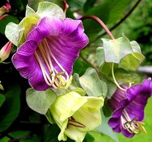 Cobaea Climbing Plant Cobaea scandens Seeds for Planting in Flower Bed & Urban Garden