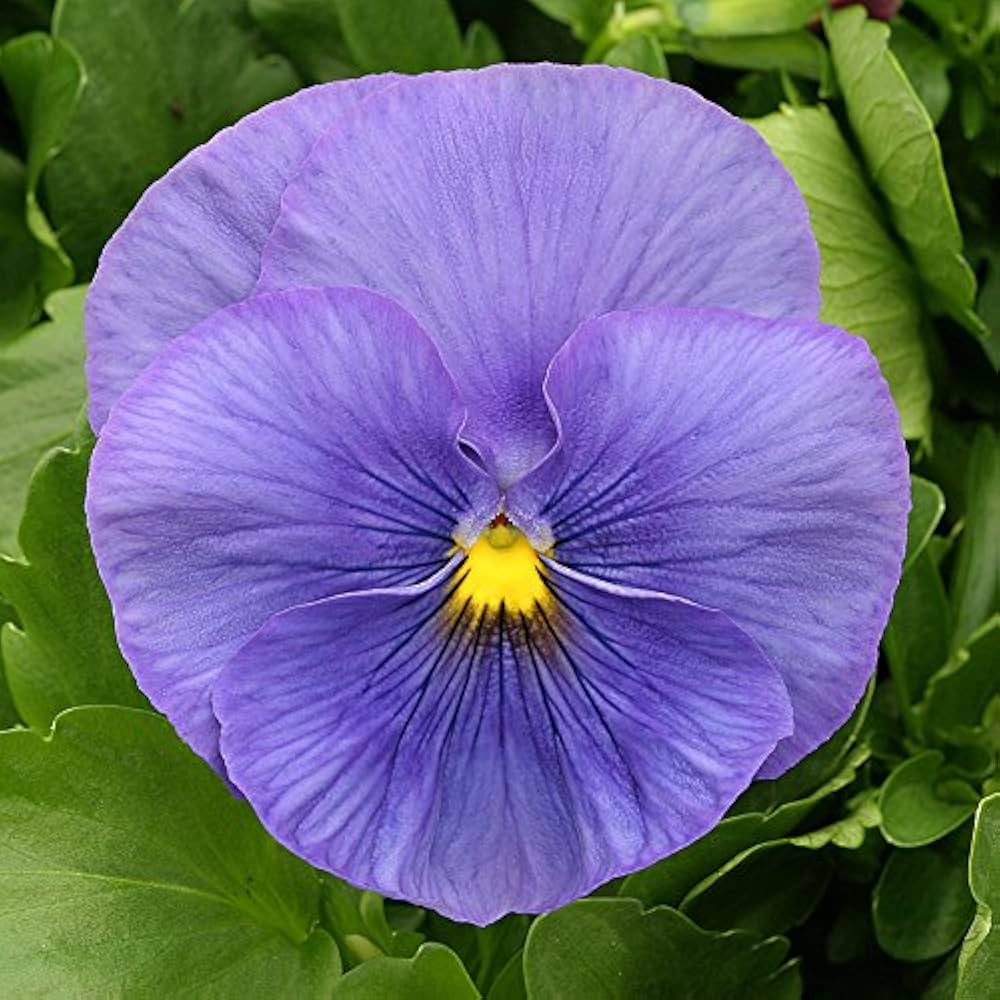 Pansy Cloudless Sky Blue Seeds for Planting Shaded Pots Garden Beds