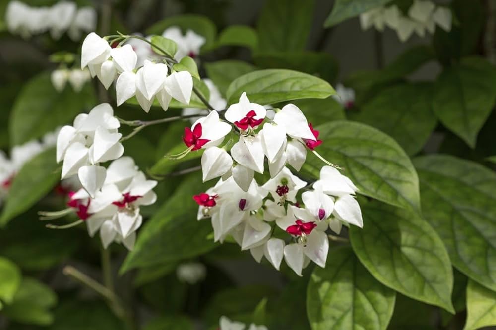 White Red Clerodendrum Thomsonii Flower Planting - Seed for Striking Blooms and Lush Growth in Your Garden