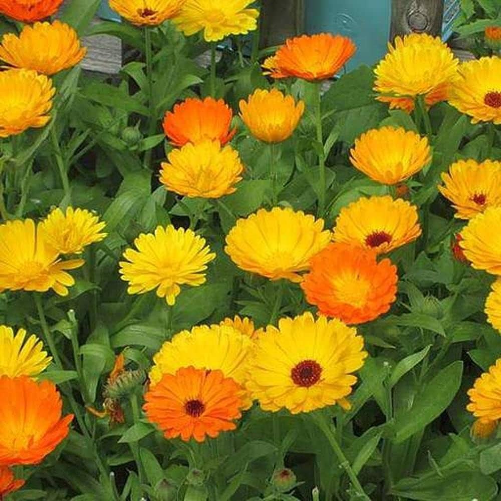 Orange Marguerite Flower seeds for Planting - Fragrant Blossoms, Heirloom & GMO Free Seeds for Home Garden