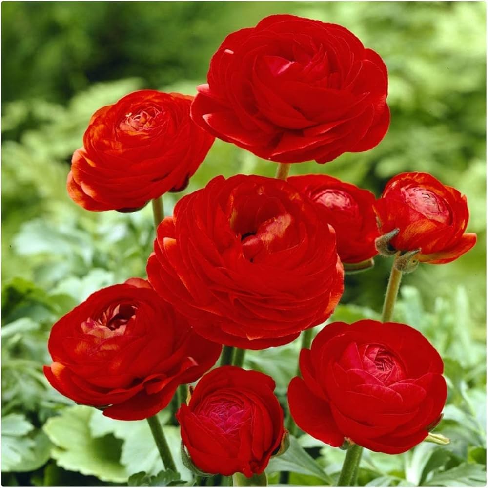 Red Ranunculus Flower seeds for Planting - Compact Growth, Heirloom & GMO Free Seeds for Home Garden