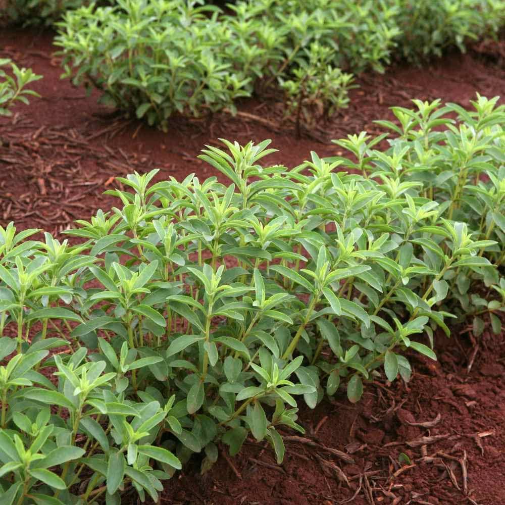Stevia Rebaudiana Herbal Plant Seeds for Planting in Vegetable Patch
