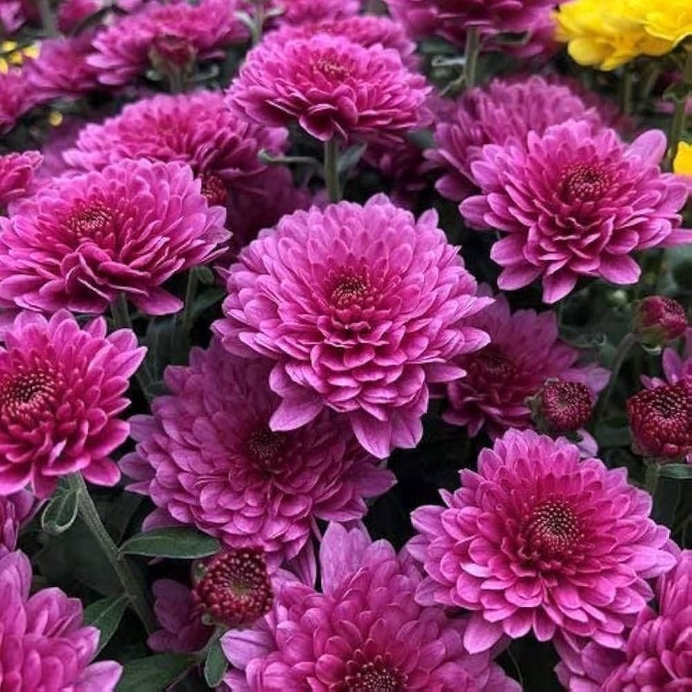 Chrysanthemum Chrysanthemum spp. Seeds for Planting - Ideal for Flower Bed & Urban Garden