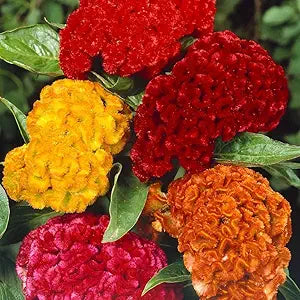 Cockscomb Celosia seeds for curly blooms