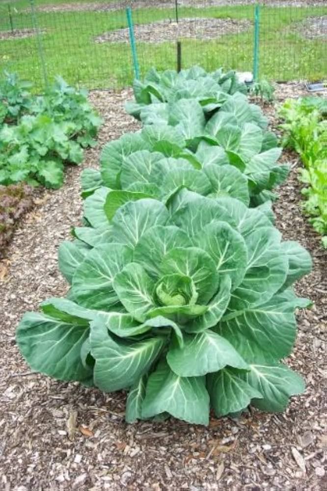 Green Collard Vegetable Seeds for Planting