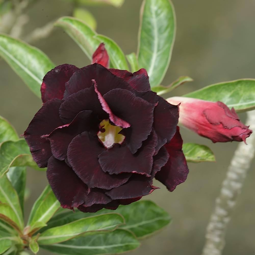 Dark Purple Adenium Obessum Flower seeds for Planting - Shade Tolerant, Heirloom & GMO Free Seeds for Home Garden