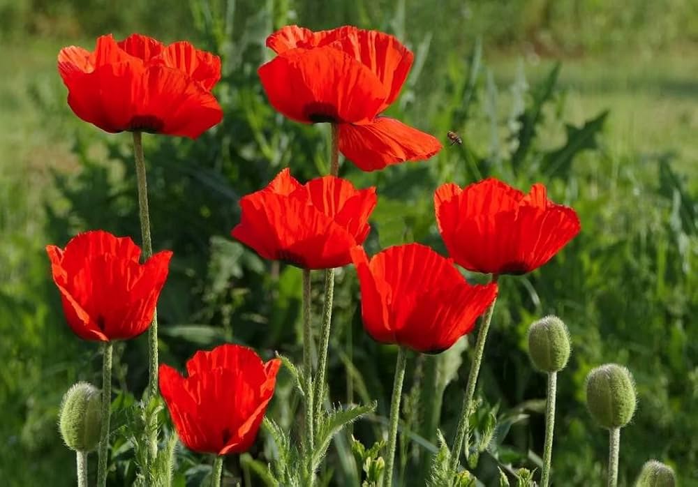 Red Poppy Papaver rhoeas Flower Seeds for Planting