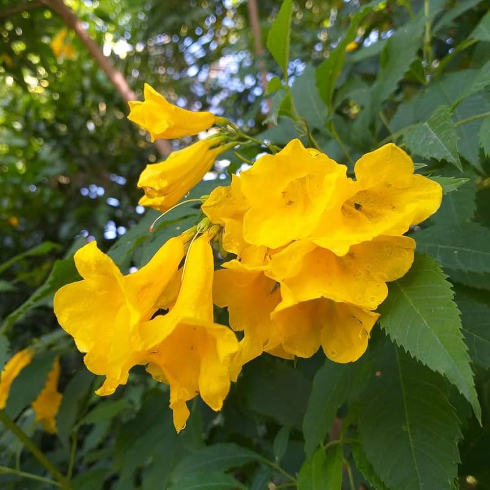 Yellow Cape Honeysuckle Flower seeds for Planting - Colorful Display, Heirloom & GMO Free Seeds for Home Garden
