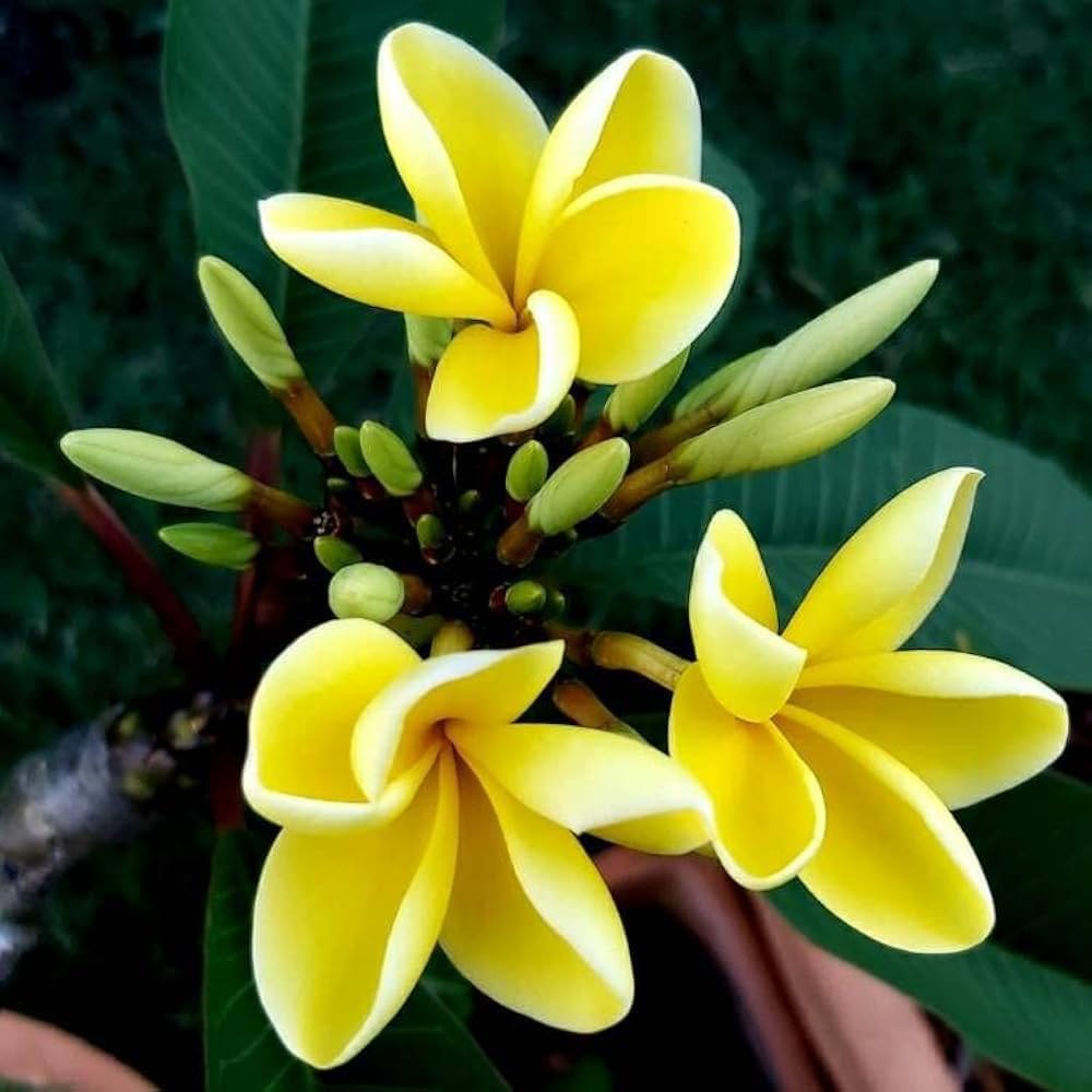 Yellow Egg Flower seeds for Planting - Hardy Variety, Heirloom & GMO Free Seeds for Home Garden