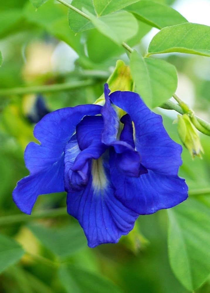 Clitoria Ternatea Flower seeds for Planting - Sun Loving, Heirloom & GMO Free Seeds for Home Garden