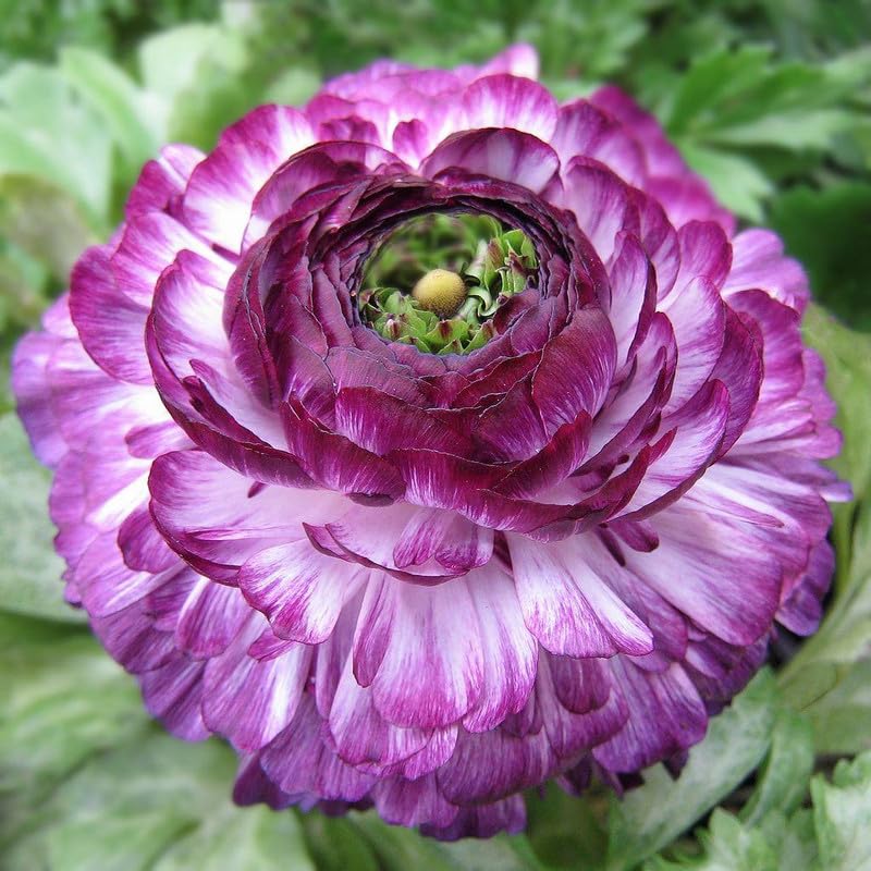 Purple White Ranunculus Flower seeds for Planting - Hardy Variety, Heirloom & GMO Free Seeds for Home Garden